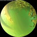 ./images/calvert/underwater/20260618/underwater20260618_194001M.jpg