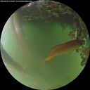 ./images/calvert/underwater/20260618/underwater20260618_214502M.jpg
