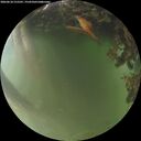 ./images/calvert/underwater/20260618/underwater20260618_215501M.jpg