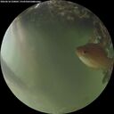 ./images/calvert/underwater/20260618/underwater20260618_220001M.jpg