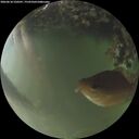 ./images/calvert/underwater/20260618/underwater20260618_220501M.jpg