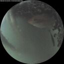 ./images/calvert/underwater/20260618/underwater20260618_222501M.jpg