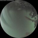 ./images/calvert/underwater/20260619/underwater20260619_045501M.jpg