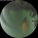 ./images/calvert/underwater/20260619/underwater20260619_050501M.jpg
