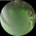 ./images/calvert/underwater/20260619/underwater20260619_054501M.jpg