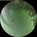 ./images/calvert/underwater/20260619/underwater20260619_055002M.jpg