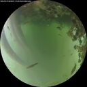 ./images/calvert/underwater/20260619/underwater20260619_060001M.jpg