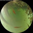 ./images/calvert/underwater/20260619/underwater20260619_062001M.jpg
