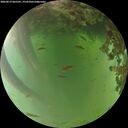./images/calvert/underwater/20260619/underwater20260619_065501M.jpg