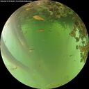 ./images/calvert/underwater/20260619/underwater20260619_072001M.jpg