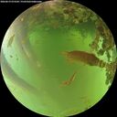 ./images/calvert/underwater/20260619/underwater20260619_073501M.jpg