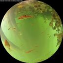 ./images/calvert/underwater/20260619/underwater20260619_074501M.jpg
