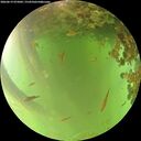 ./images/calvert/underwater/20260619/underwater20260619_075001M.jpg
