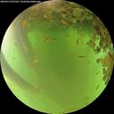 ./images/calvert/underwater/20260619/underwater20260619_075501M.jpg