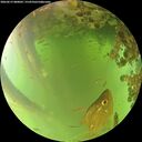./images/calvert/underwater/20260619/underwater20260619_080001M.jpg