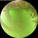 ./images/calvert/underwater/20260619/underwater20260619_080501M.jpg