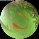 ./images/calvert/underwater/20260619/underwater20260619_084001M.jpg