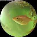 ./images/calvert/underwater/20260619/underwater20260619_092001M.jpg