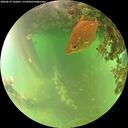 ./images/calvert/underwater/20260619/underwater20260619_102001M.jpg