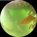 ./images/calvert/underwater/20260619/underwater20260619_113001M.jpg