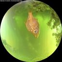 ./images/calvert/underwater/20260619/underwater20260619_120501M.jpg