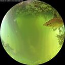 ./images/calvert/underwater/20260619/underwater20260619_123001M.jpg