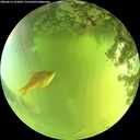 ./images/calvert/underwater/20260619/underwater20260619_125002M.jpg