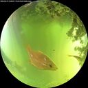 ./images/calvert/underwater/20260619/underwater20260619_130001M.jpg