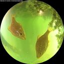 ./images/calvert/underwater/20260619/underwater20260619_132501M.jpg