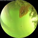 ./images/calvert/underwater/20260619/underwater20260619_142001M.jpg