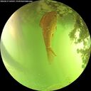 ./images/calvert/underwater/20260619/underwater20260619_144501M.jpg
