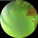 ./images/calvert/underwater/20260619/underwater20260619_181501M.jpg