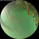 ./images/calvert/underwater/20260619/underwater20260619_210501M.jpg