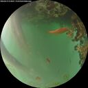 ./images/calvert/underwater/20260619/underwater20260619_214001M.jpg