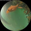 ./images/calvert/underwater/20260619/underwater20260619_214502M.jpg