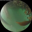./images/calvert/underwater/20260619/underwater20260619_215001M.jpg
