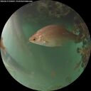 ./images/calvert/underwater/20260619/underwater20260619_220001M.jpg