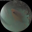 ./images/calvert/underwater/20260619/underwater20260619_222002M.jpg