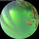 ./images/calvert/underwater/20260620/underwater20260620_065002M.jpg