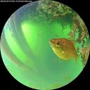 ./images/calvert/underwater/20260620/underwater20260620_071001M.jpg