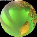 ./images/calvert/underwater/20260620/underwater20260620_082501M.jpg