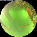 ./images/calvert/underwater/20260620/underwater20260620_100501M.jpg