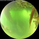 ./images/calvert/underwater/20260620/underwater20260620_110501M.jpg