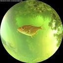 ./images/calvert/underwater/20260620/underwater20260620_124501M.jpg