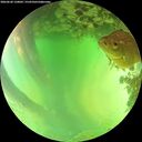 ./images/calvert/underwater/20260620/underwater20260620_150002M.jpg