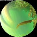 ./images/calvert/underwater/20260620/underwater20260620_191002M.jpg