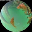 ./images/calvert/underwater/20260620/underwater20260620_204501M.jpg