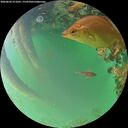 ./images/calvert/underwater/20260620/underwater20260620_211001M.jpg