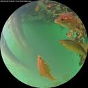 ./images/calvert/underwater/20260620/underwater20260620_212001M.jpg