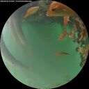 ./images/calvert/underwater/20260620/underwater20260620_215001M.jpg